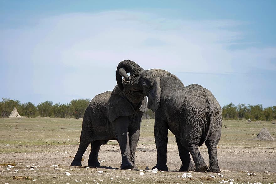 elefanti, Africa, animali, elefante, animali allo stato selvatico, animali safari, elefante africano, grande, tronco animale, specie in pericolo, Riserva naturale