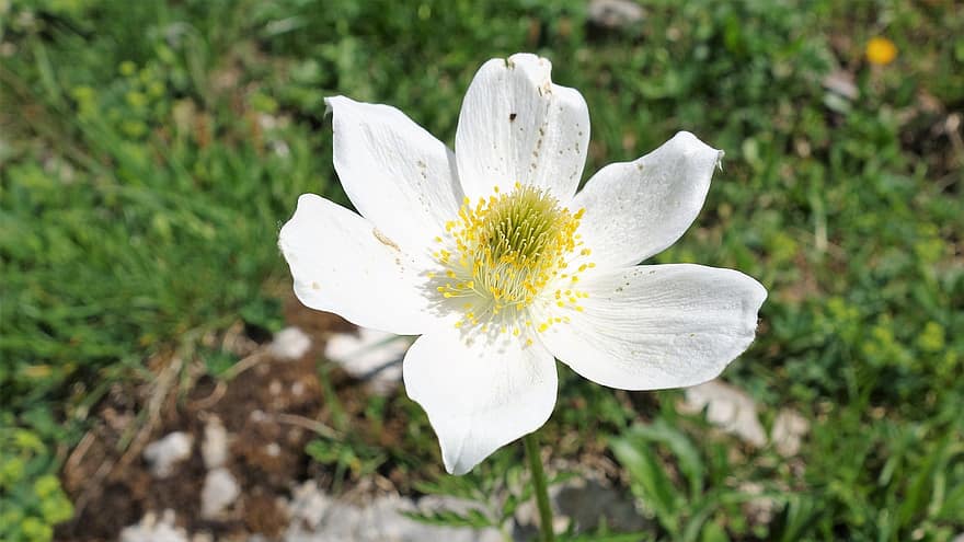 White Flower, Pollen, Petals, White Petals, Bloom, Blossom, Flora, Floriculture, Horticulture, Botany, Nature