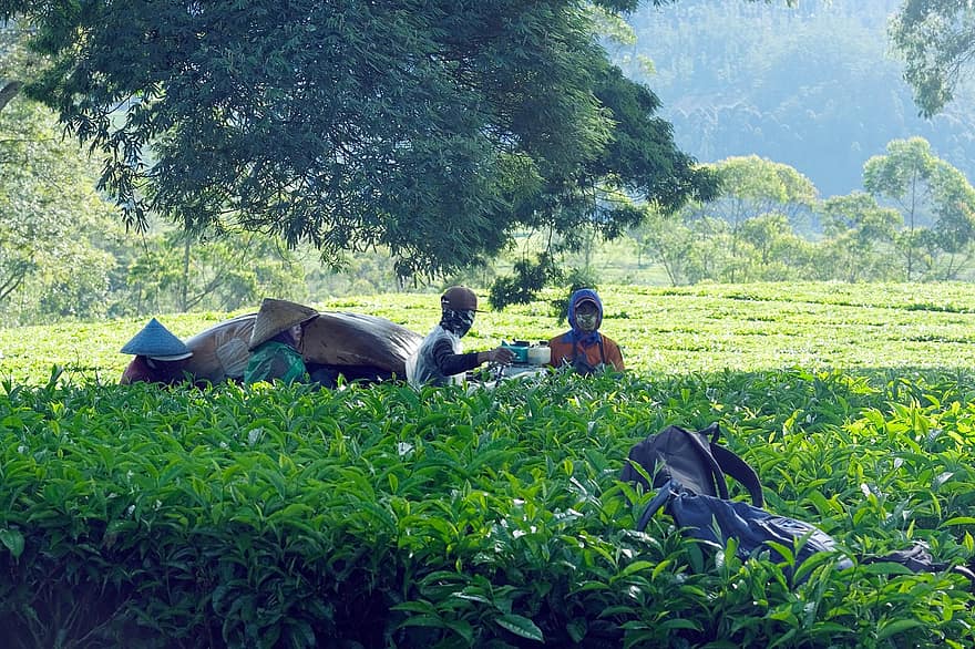 Taglio delle foglie di tè, giardino del tè, natura, foglie di tè, uomini, agricoltura, azienda agricola, scena rurale, avventura, estate, donne