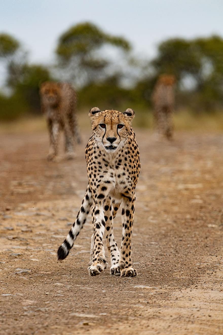 guépard, animal, safari, Guépard d'Afrique du Sud, mammifère, gros chat, animal sauvage, prédateur, faune, région sauvage, jungle
