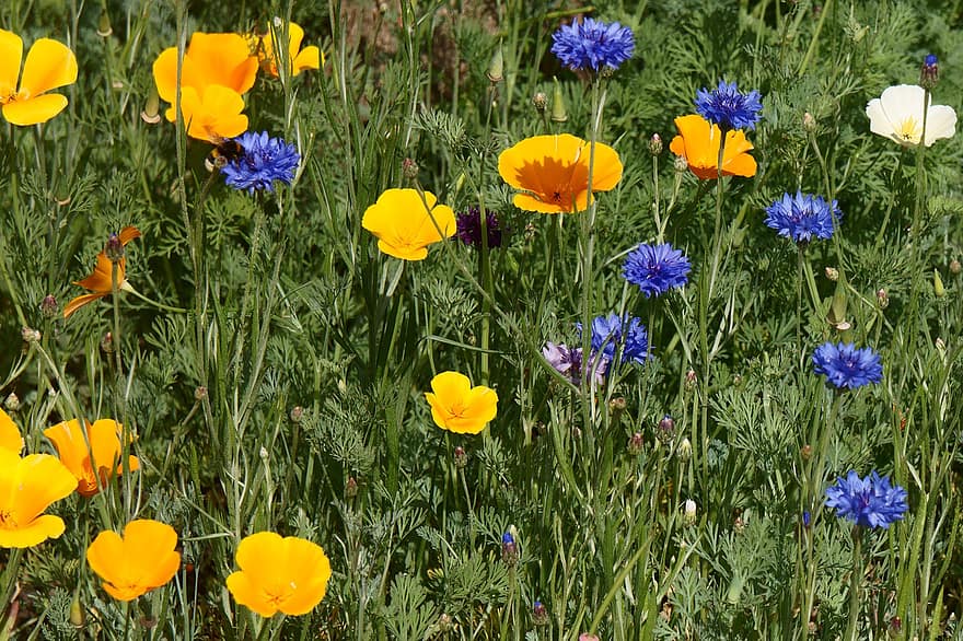 bunga-bunga, opium, berkembang, alam, taman, daerah, mekar, tumbuh, bunga, musim panas, padang rumput