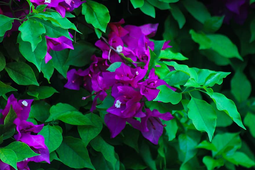ブーゲンビリア、フラワーズ、庭園、紫色の花、花びら、紫色の花びら、咲く、花、葉、フローラ、工場