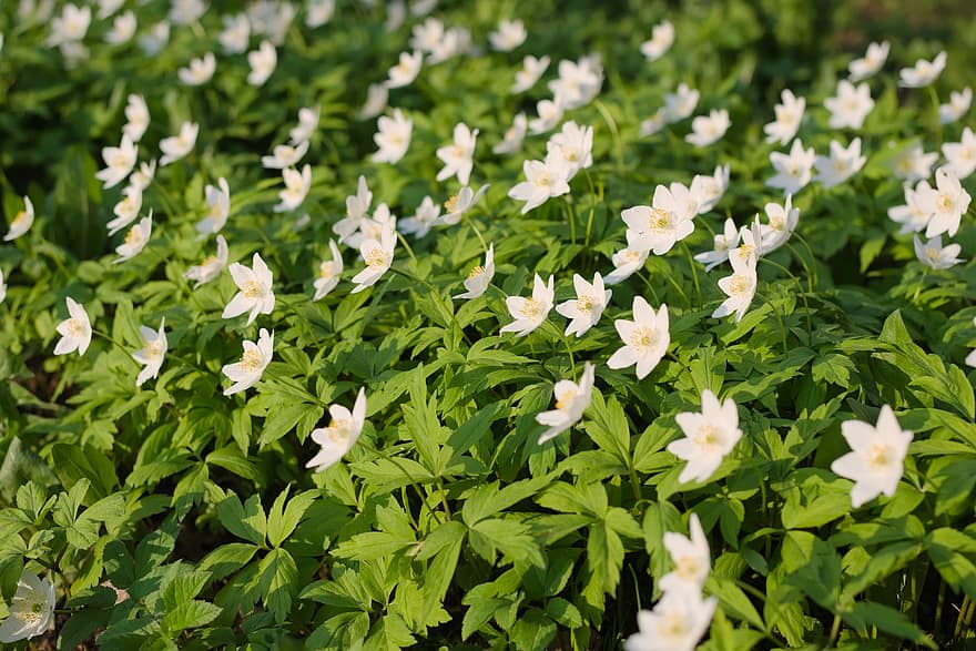 White Flowers, Wood Anemones, Flowers, Flora, Floriculture, Horticulture, Botany, Nature, Plants, Flowering Plants, Spring