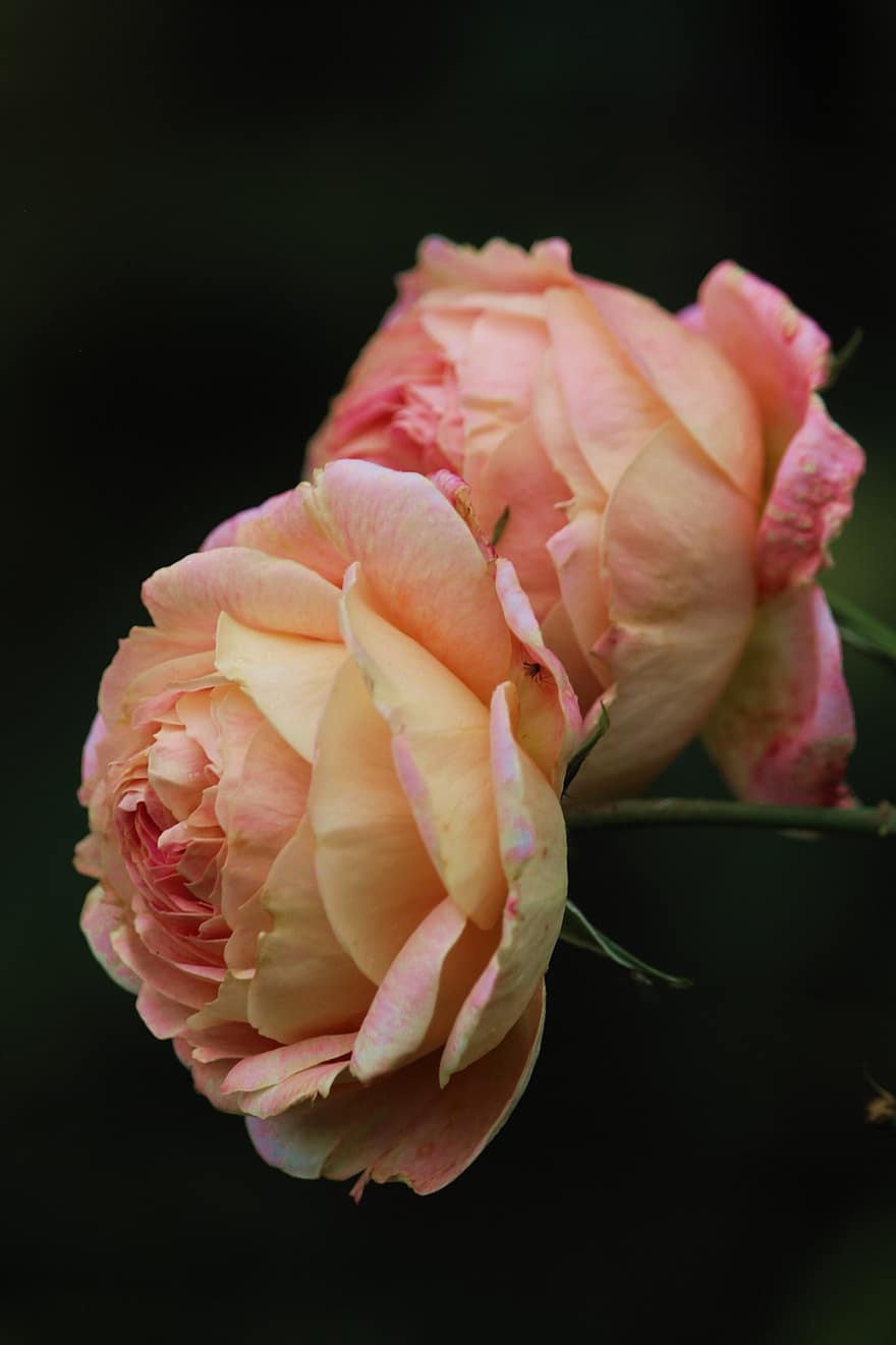 rozen, bloemblaadjes, flora, bloesems, tuin-