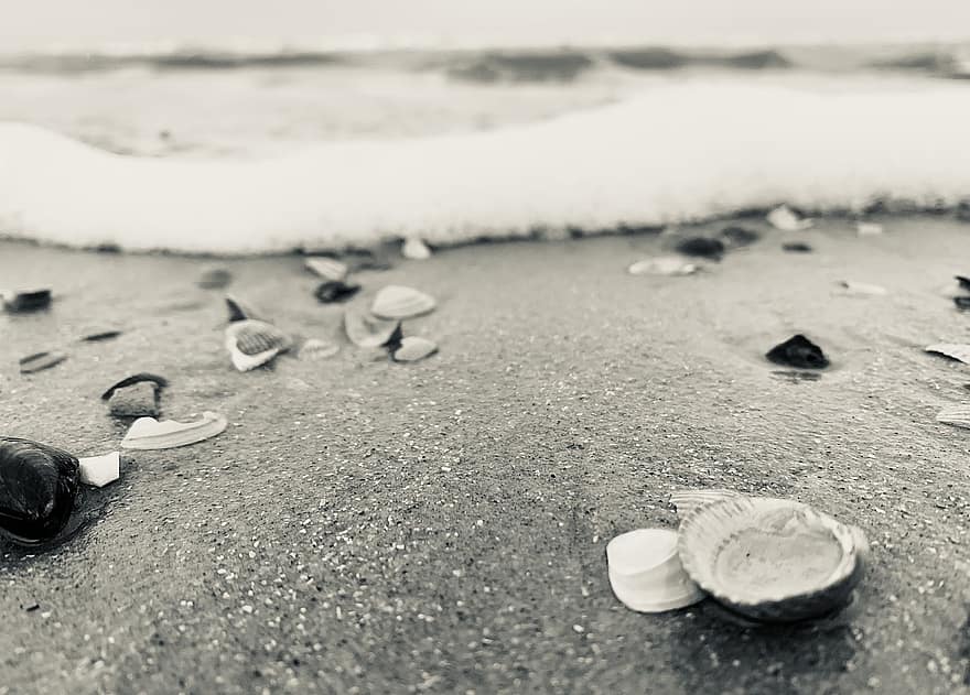 zee, schelpdier, zand, strand, Wangerooge