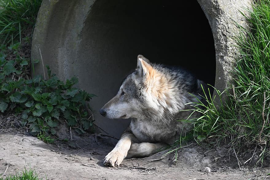 狼、捕食者、犬歯、野生動物、野生の動物、犬、毛皮、見ている、一匹の動物、森林、灰色オオカミ