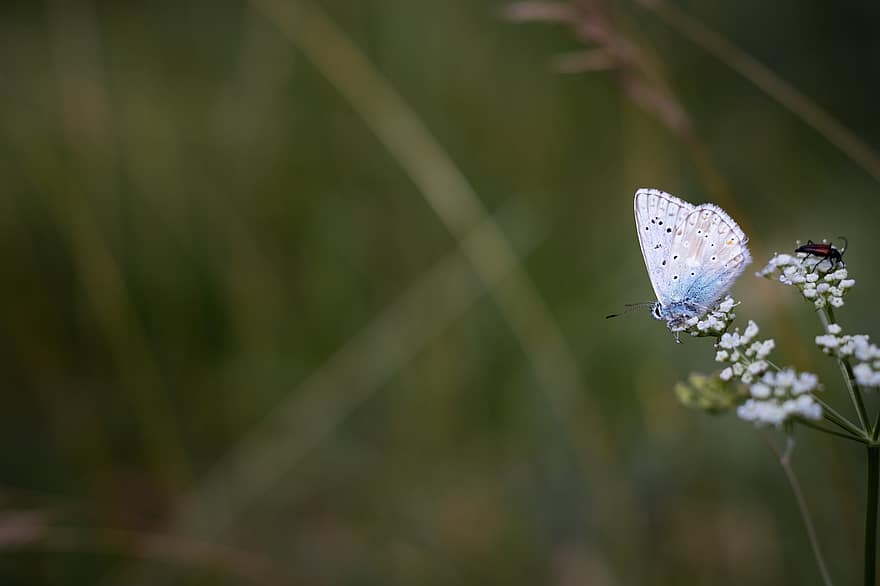 блакитна метелик, метелик, комаха, квітка, природи, помилка