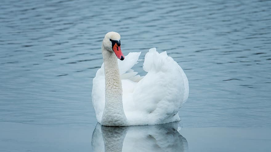 Swan, Lake, Reflection, White Swan, Bird, Waterfowl, Water Bird, Aquatic Bird, Animal, Calm, Melancholy