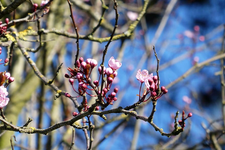 cireș de iarnă, inflori, cireșul înflorit japonez, floare de cires, roz flori, primăvară, natură, ramură, floare, copac, plantă