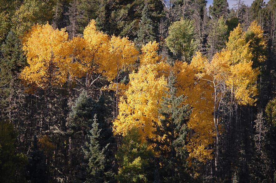 rudenį, medžiai, miškas, drebulė, lapai, lapija, ruduo, pobūdį, sezoną