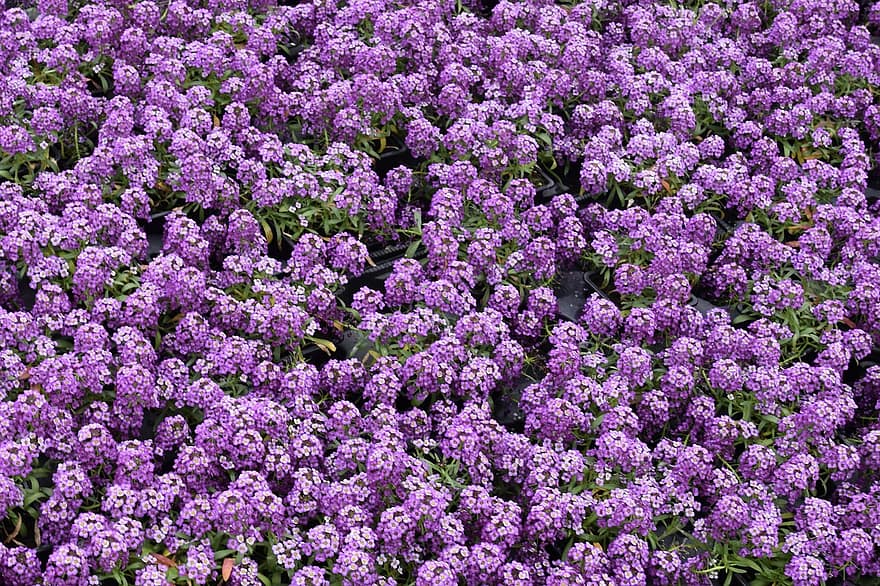 augalų, ornamentas, gėlės violetinės spalvos, Pavasarį žydinčios gėlės, kultūrą, violetinė, gėlė, fonas, vasara, Iš arti, gėlių galva