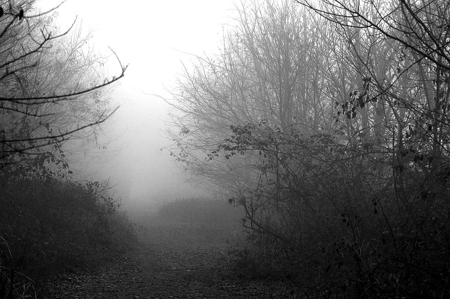 cava, nebbia, árbol, bosque, paisaje, niebla, en blanco y negro, otoño, misterio, rama, escalofriante
