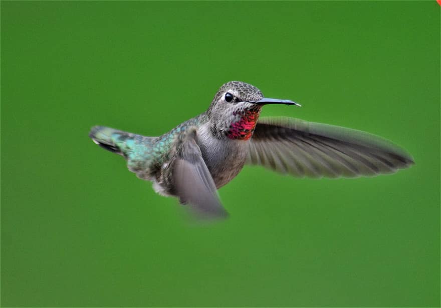 colibrí, pájaro, annas, animal, fauna silvestre, salvaje, volador, hembra, naturaleza
