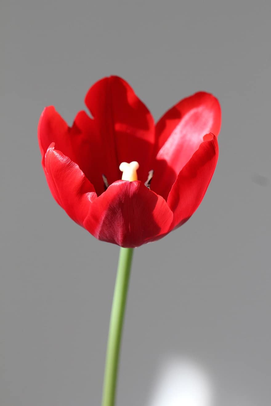 tulipan, blomst, kronblade, støvdragere