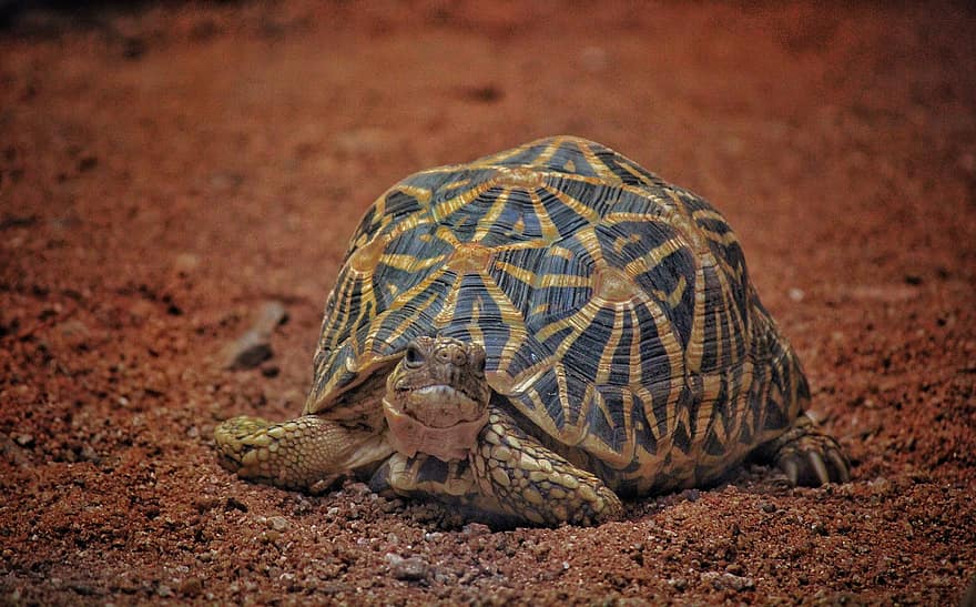Tortoise, Reptile, Animal, Indian Star Tortoise, Wildlife, turtle, animals in the wild, endangered species, slow, animal shell, close-up
