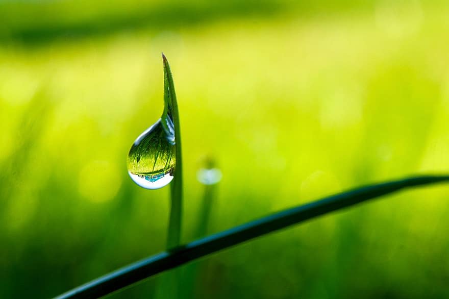 Dewdrop, Grass, Nature, Botany, Macro, Growth, green color, close-up, drop, leaf, plant