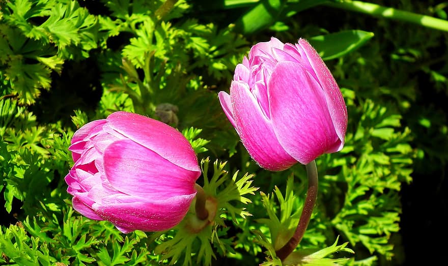 bunga-bunga, poppy anemone, berkembang, mekar, botani, pertumbuhan, menanam, kelopak, berwarna merah muda, musim semi, taman