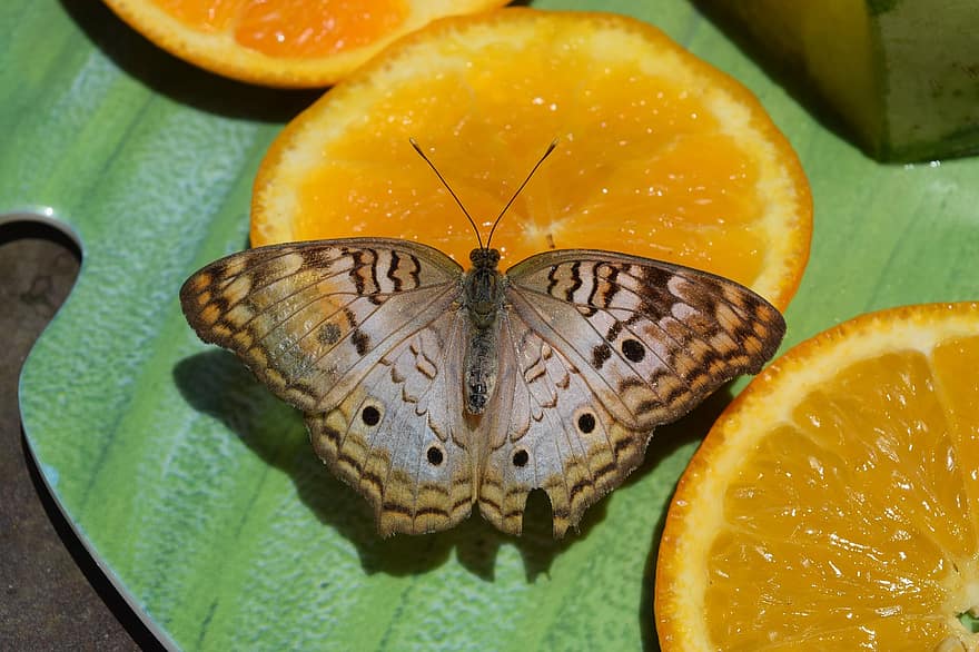 метелик, помаранчевий, барвисті, крила, фрукти, природи