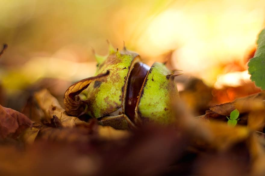 Chestnut, Leaves, Fall, Nature, Forest
