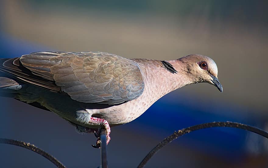 Pigeon, Bird, Animal, Dove, Wildlife, Plumage, Perched, Birdwatching, Nature, beak, feather