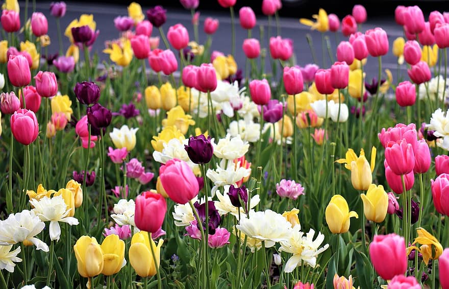 ziedi, tulpes, pavasarī, dārzs, zied, krāsaini ziedi, pļava, jomā, augiem