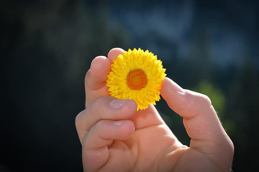 ruka, květ, držet, žlutý květ