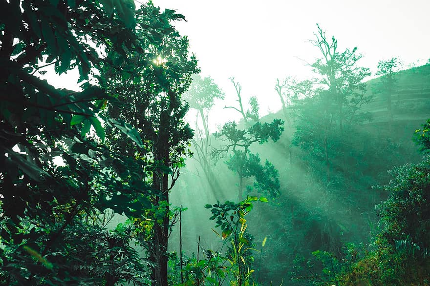 ΕΘΝΙΚΟ ΠΑΡΚΟ, ακτίνες ηλίου, δάσος, ηλιαχτίδα, φύση, Nepal, δέντρο, πράσινο χρώμα, τοπίο, καλοκαίρι, ομίχλη