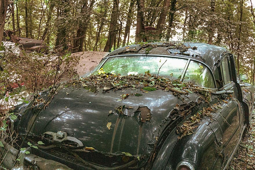 terk edilmiş araba, orman