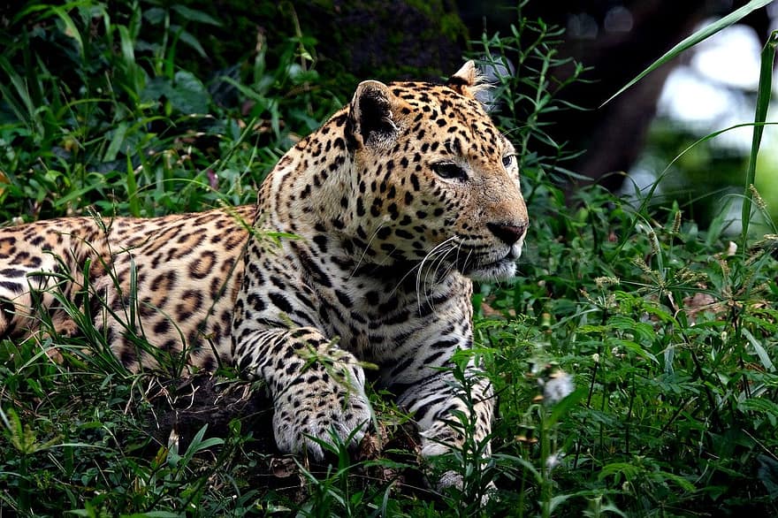 Leopard, Säugetier, Tier, wildes Tier, Spezies, Fauna, Tiere in freier Wildbahn, undomestizierte Katze, katzenartig, gefährdete Spezies, Safaritiere