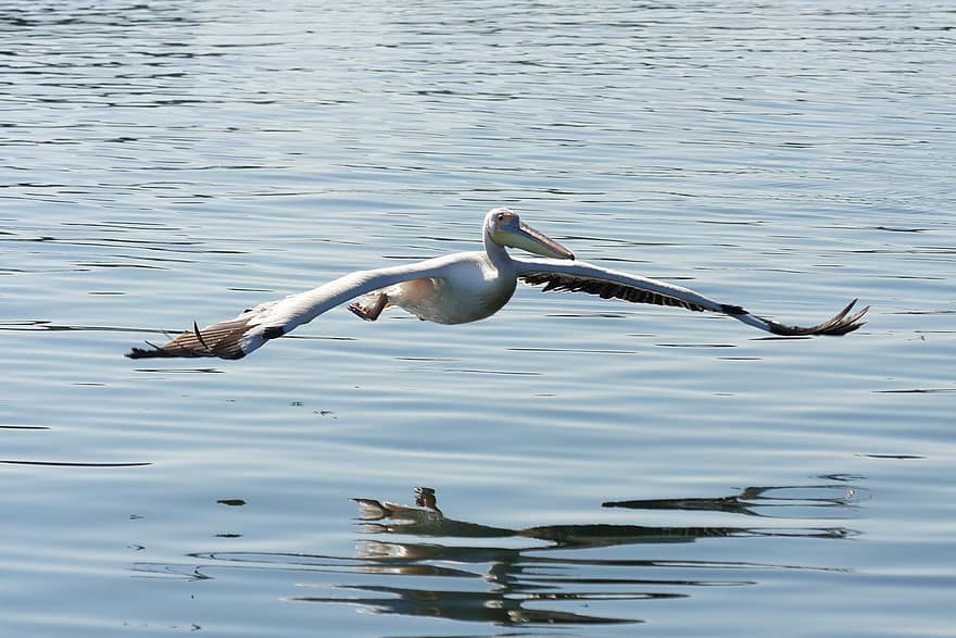 pelican, pasăre, zbor, animal, păsări de apă, animale sălbatice, aripi, pene, penaj, cioc, apă