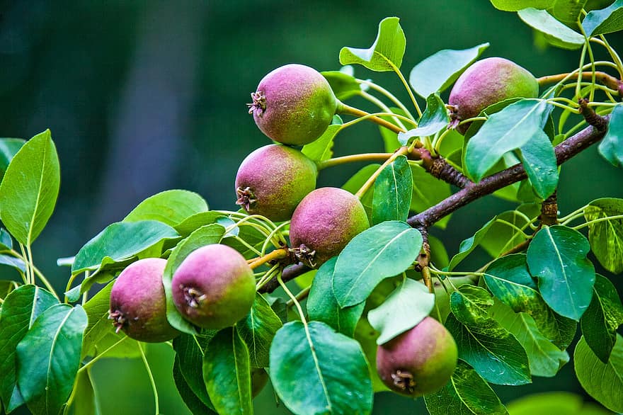 päärynät, hedelmät, orgaaninen, sato, tuottaa, lehdet, lehvistö, tuoreet hedelmät, Tuoreet päärynät, tuore, puu