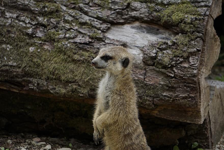 meerkat, đóng lại, đứng, dễ thương, thú vật, Thiên nhiên, thế giới động vật, ngọt, động vật có vú, Tò mò, chú ý
