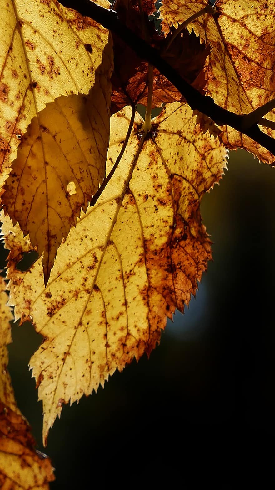 葉、ブランチ、木、秋、光、シート、自然、森林