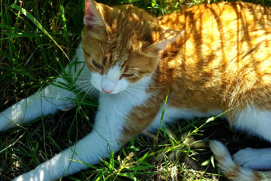 katt, rødhodet katt, gress, natur, kjæledyr, rovdyret, trett, ligger, skygge, hvile