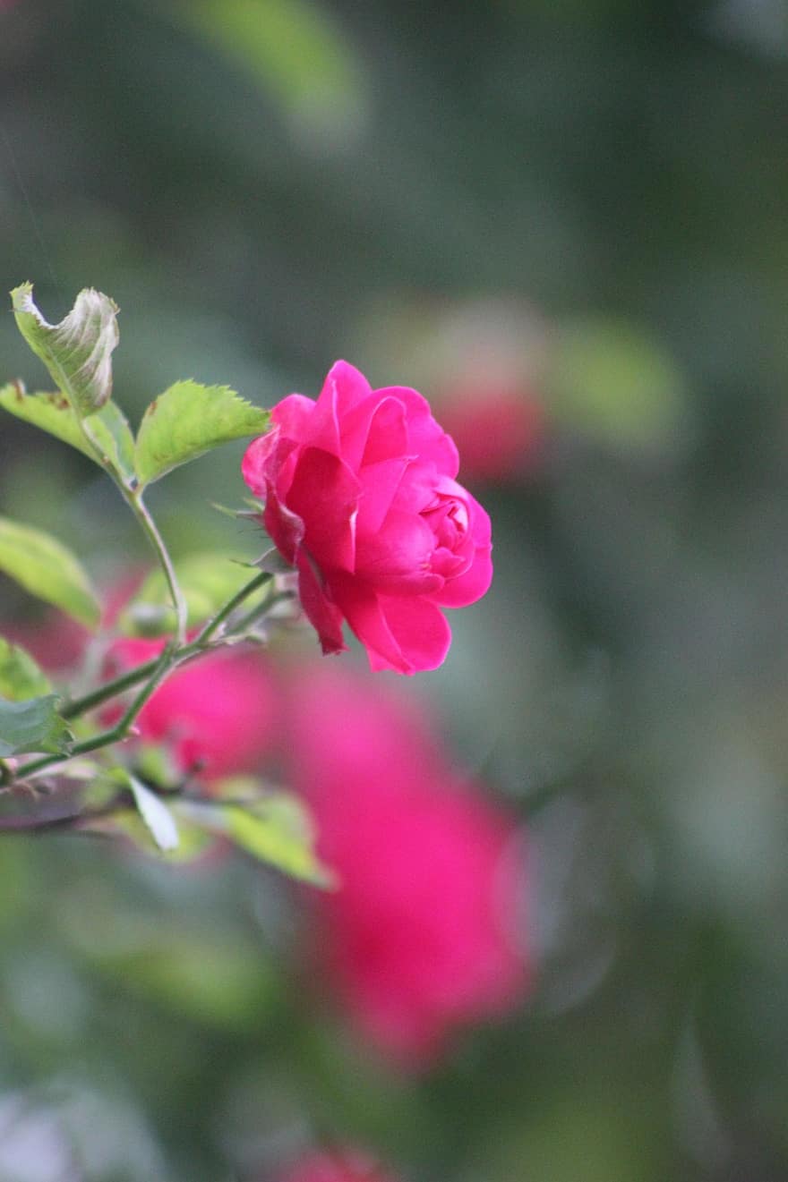 reste sig, blomma, rosa ros, steg blom, kronblad, Rosblad, flora, natur, närbild, växt, blad