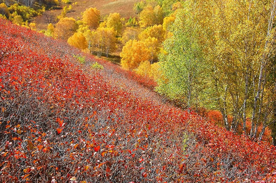 cây, lá, tán lá, đồng cỏ, vàng, mùa thu, màu vàng, nhiều màu, cảnh nông thôn, rừng, Mùa
