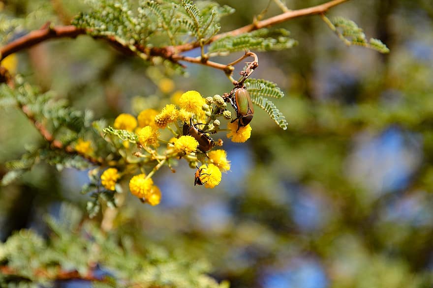 Flowers, Beetles, Yellow Flowers, Insects, Nature, Namibia, close-up, yellow, plant, leaf, branch