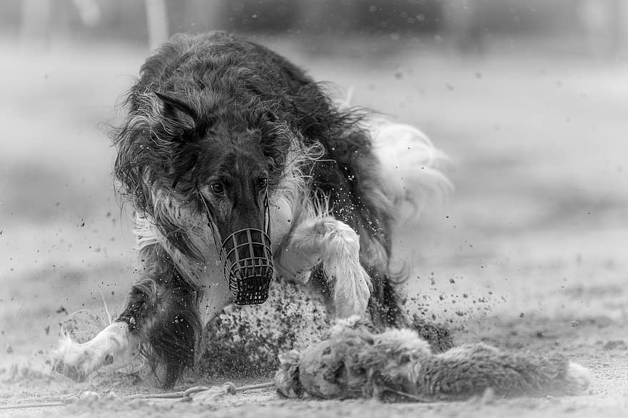 แข่งสุนัข, กีฬา, สนามแข่งม้า, ล่า, สุนัขพันธุหนึ่ง, สัตว์, หมา, วิ่ง, วิ่งสุนัข