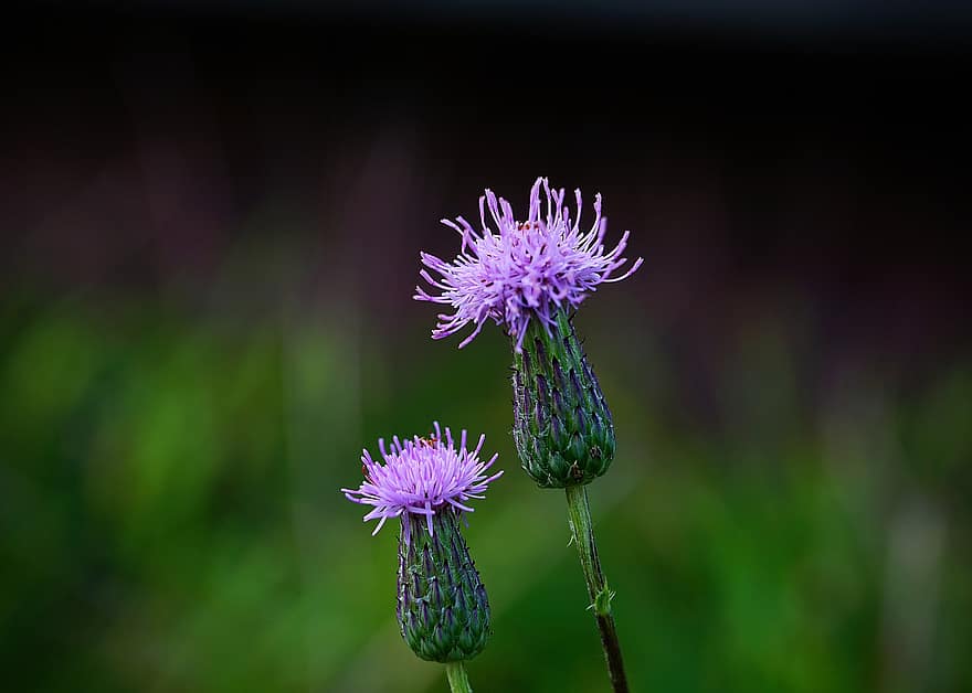 Thistle, Flower, Purple Flowers, Plants, Wildflowers, Bloom, Blossom, Flora, Floriculture, Horticulture, Botany