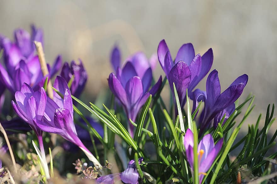 Blumen, Krokus, Frühling, violett, Natur, Garten, Flora, blühen, Wiese, Wachstum, Makro