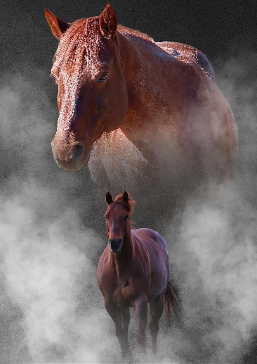 ló, kollázs, festék ló, Quarter Horse Ló, fantázia, misztikus, lovak, köd