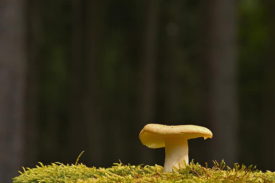 гриб, грибок диска, мох, природа, грибок, лес, крупный план, на открытом воздухе, осень, время года, питание