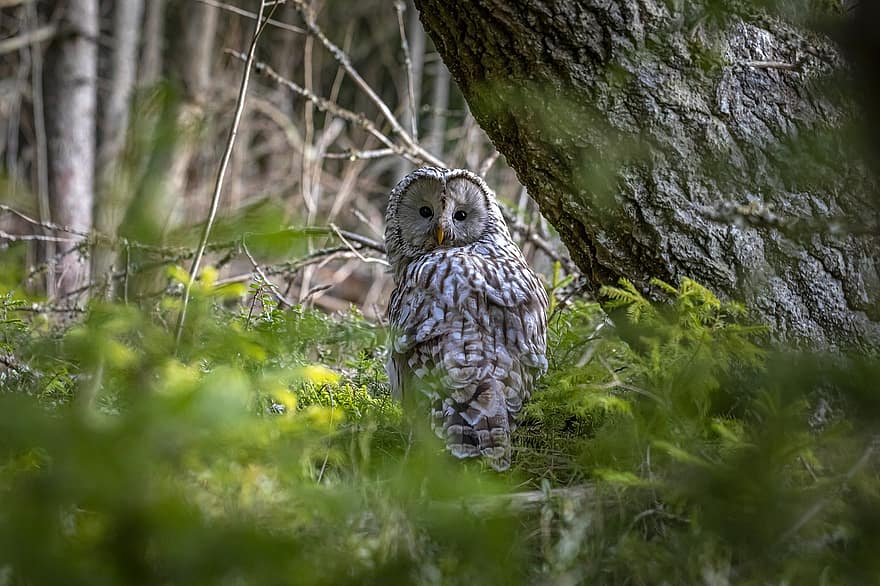 Ural Owl, Strix Uralensis, Bird, Nature, Wildlife, Bird Of Prey, Animal, Beak, Feather, Animals In The Wild, Outdoors