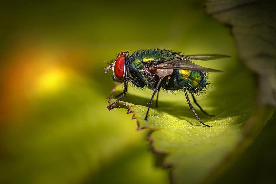 летя, насекомо, ударна муха, Calliphoridae, муха, вредител, животно, природа