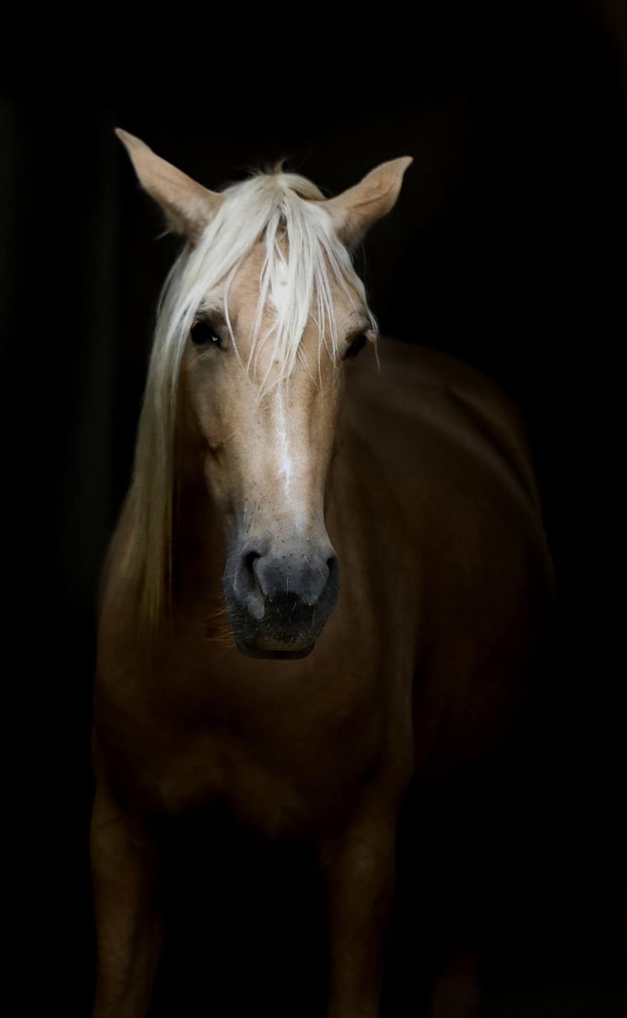 Horse, Animal, Horses, Head, Portrait, Equestrian, stallion, animal head, farm, mare, close-up