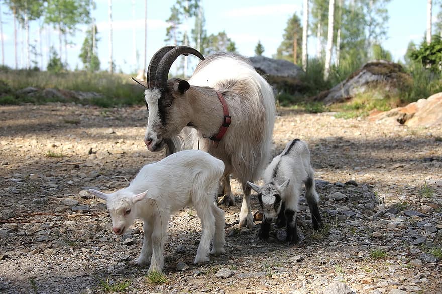 Koza, kultura, dziecko, rogi, żywy inwentarz, nowo narodzony, wychowanie