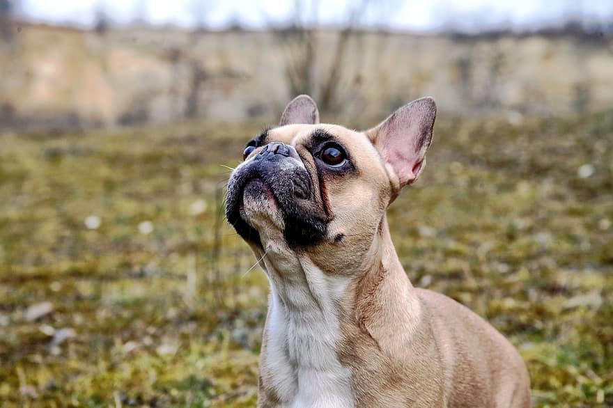 francia bulldog, kutya, házi kedvenc, tépőfog, buldog, állat, szőrme, ormány, emlős, kutya portré, kölyökkutya