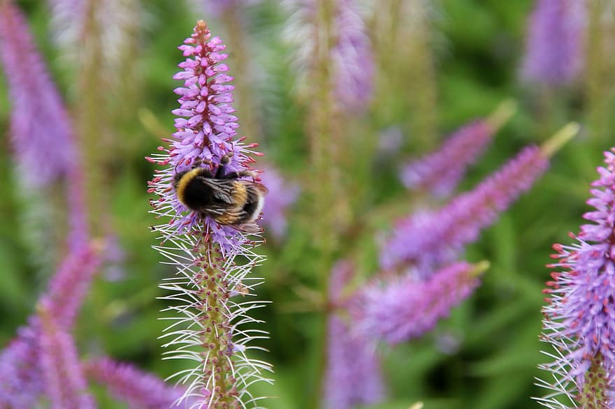 humlebi, bi, blomst, lilla, vinger, insekt, sommer, tæt på, plante, grøn farve, bestøvning