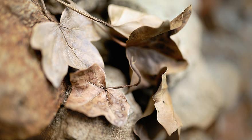 листя, плющ, сухого листя, коричневі листя, засохлий, хедера, каміння