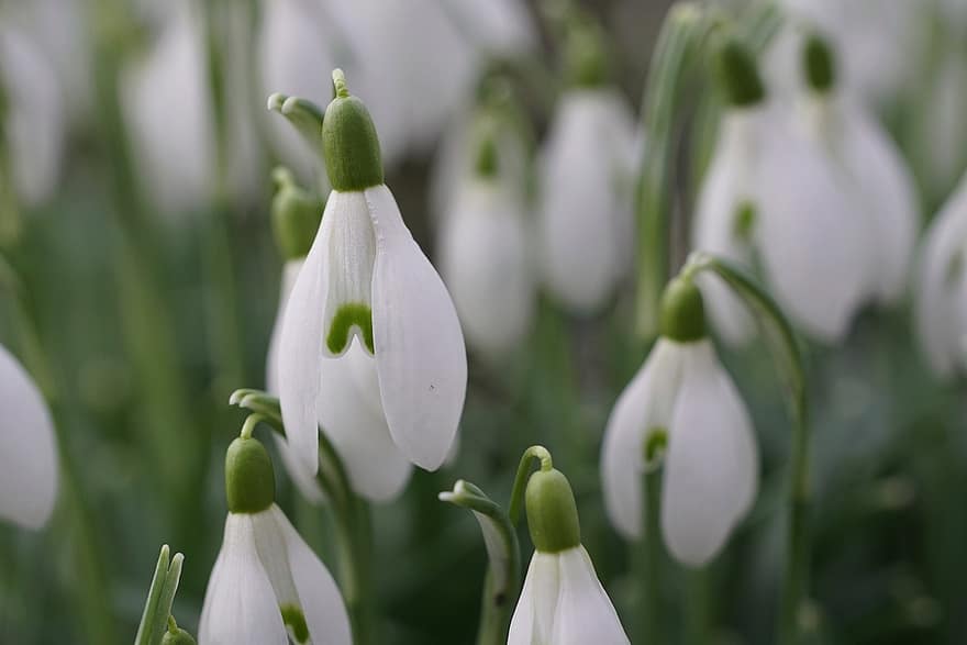 Snowdrop, Bell Flowers, White Flowers, Spring, Flowers, plant, close-up, green color, flower, freshness, summer